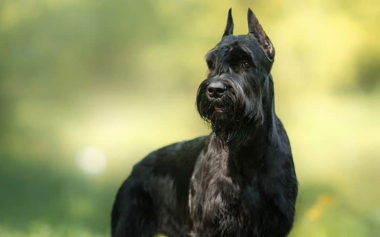 Giant Schnauzer dog looking afar