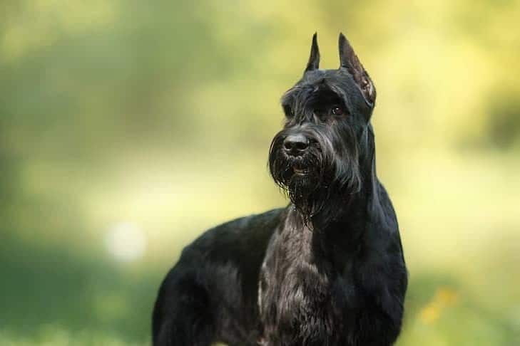 Giant Schnauzer dog posing in the nature