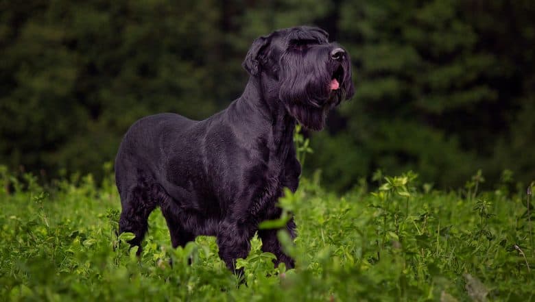 Giant Schnauzer dog in a clover field