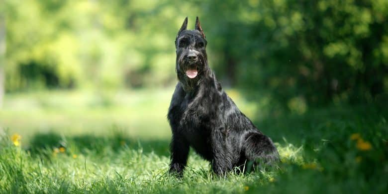 Giant Schnauzer sitting in the meadow
