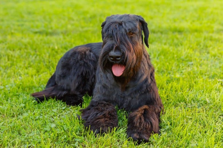 Giant Schnauzer lying on the grass
