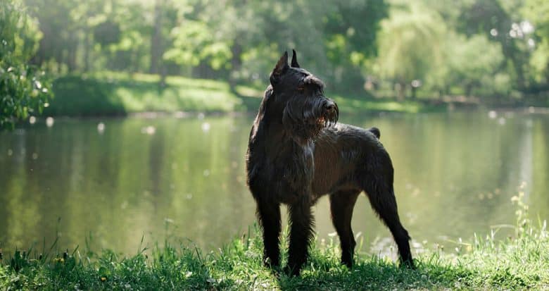 Giant Schnauzer standing near the river bank