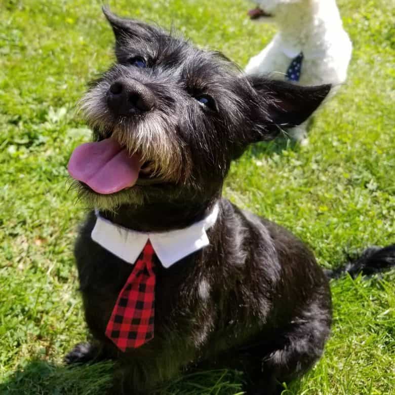 A giddy and smiling Scottish Terrier Schnauzer mix on grass