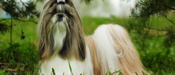 Glamorous Shih Tzu dog portrait in the nature