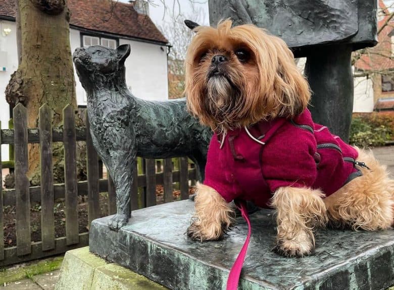 Gold Shih Tzu dog sitting on a statue