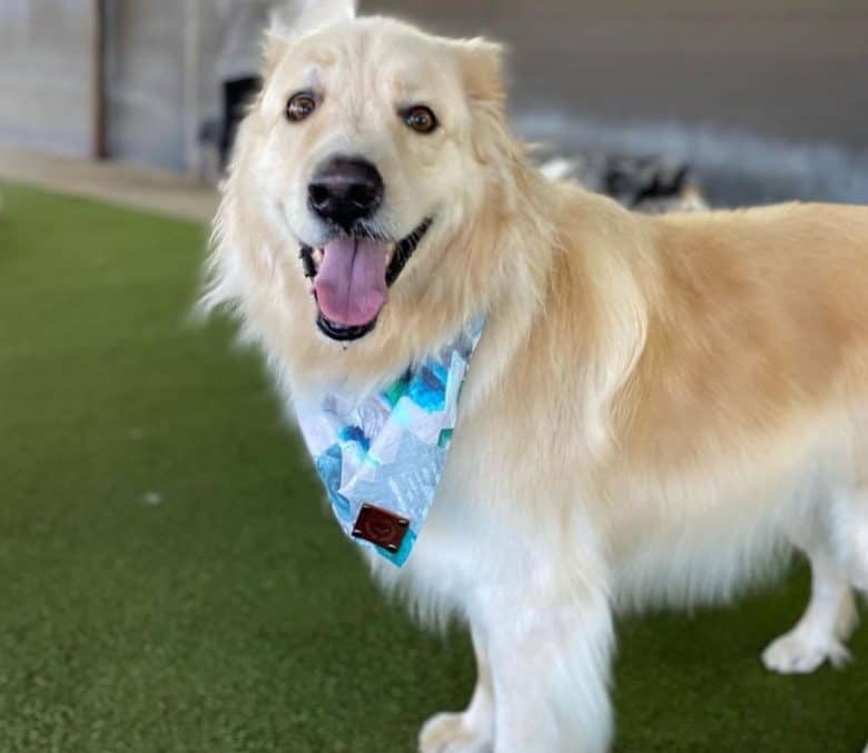 a Golden Pyrenees cheerfully looking at the camera wearing a blue bandana