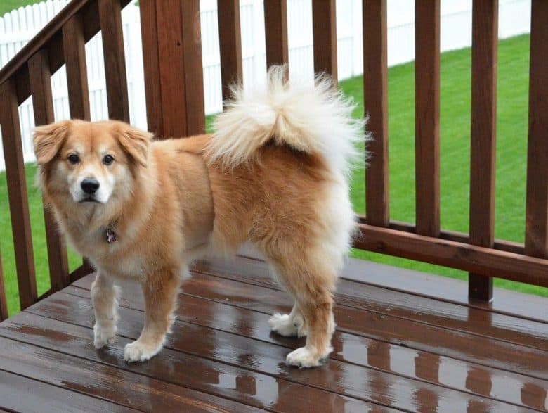 Golden Retriever and Chow Chow mix dog standing on the deck