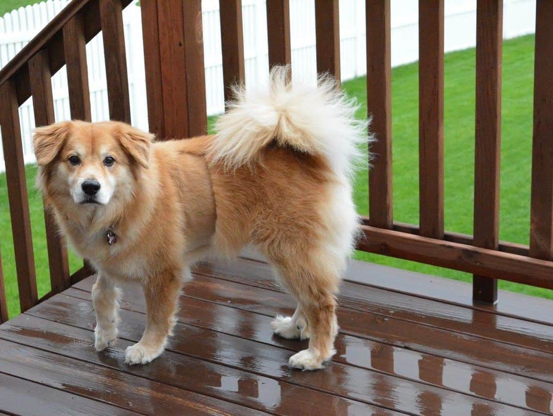 Chow Chow Mixes 25 Different Chow Crossbreeds K9 Web
