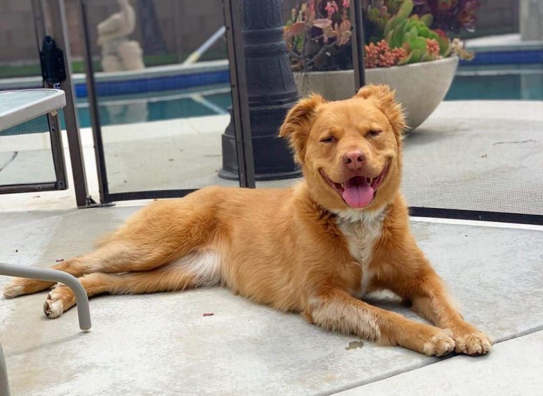 Golden Retriever and Pit Bull mix dog lying near the pool