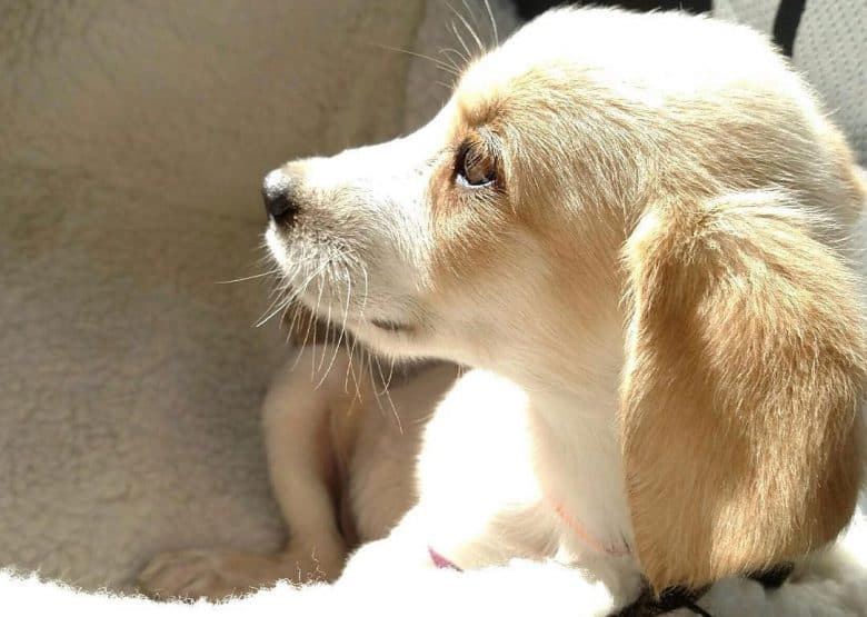 Golden Retriever and Shih Tzu mix dog portrait