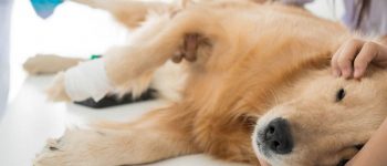 Sick Golden Retriever in a veterinary clinic for checkup