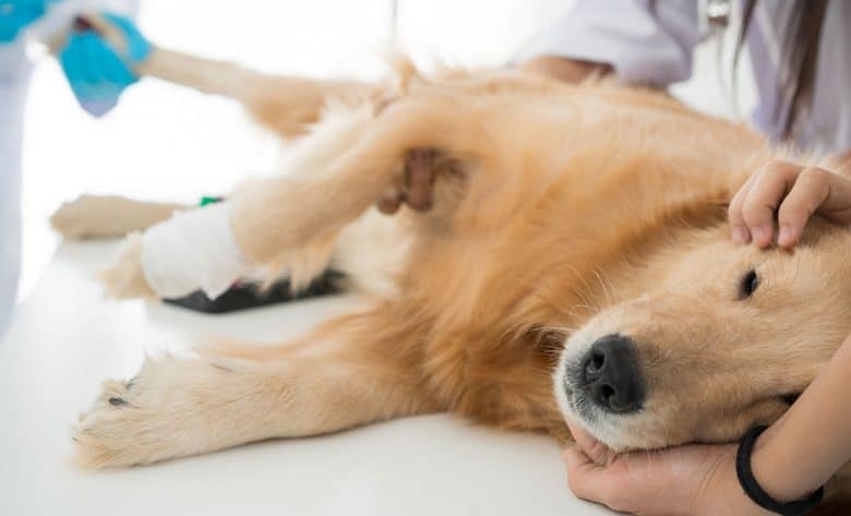 Can a grand mal seizure kill a dog