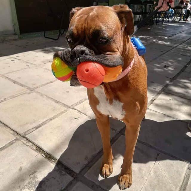 Goofy Boxer dog