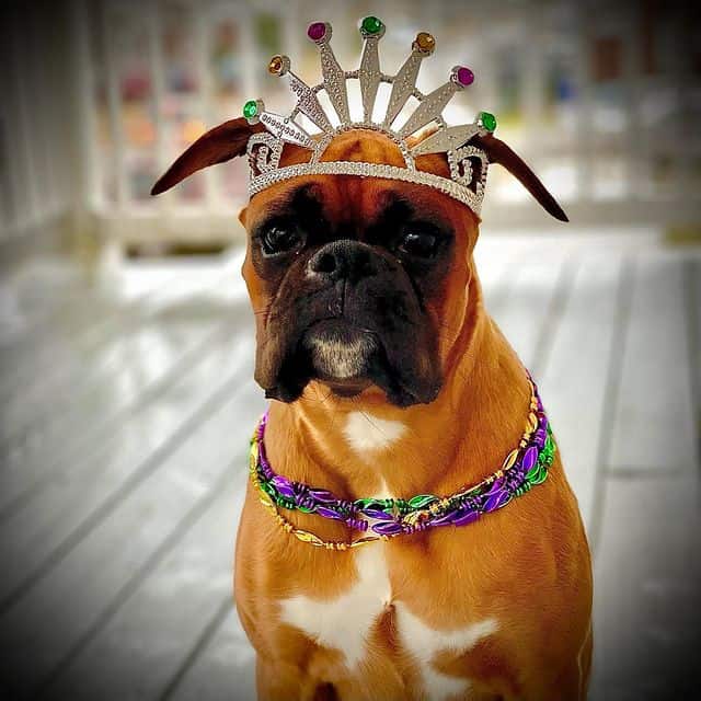 Gorgeous Boxer dog with her crown and necklace