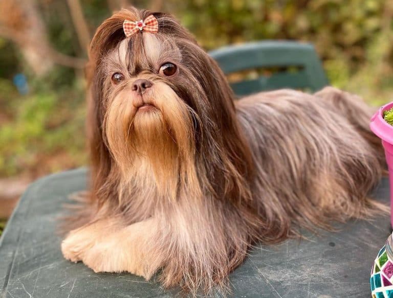 Shih Tzu Colors The Standard & Rare Shih Tzu Coat Colors K9 