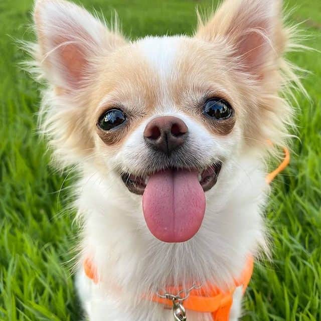 Gorgeous happy Chihuahua