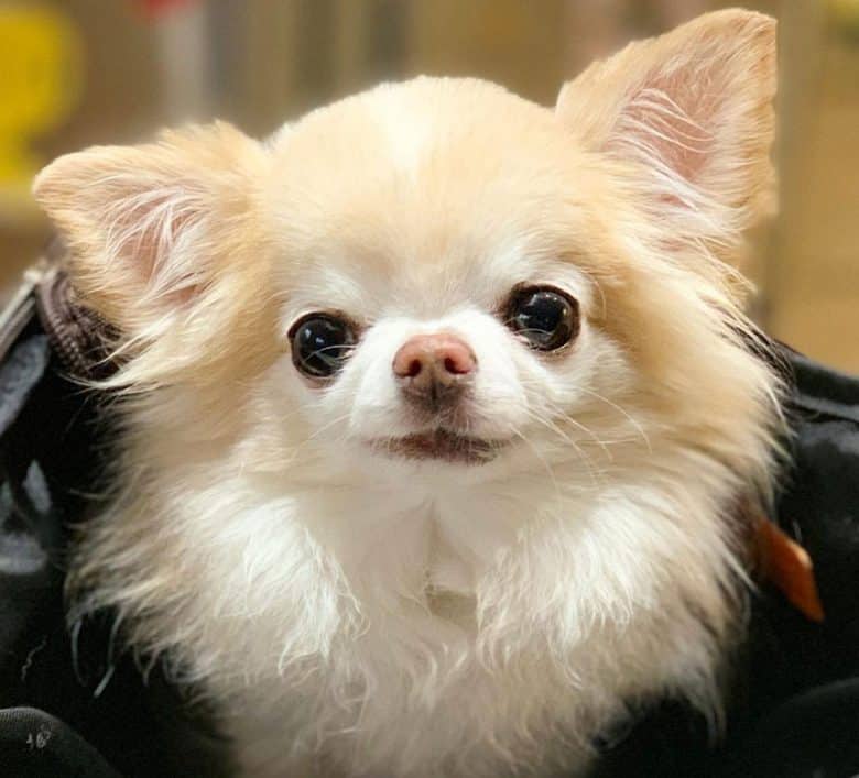 Gorgeous long haired Chihuahua dog portrait