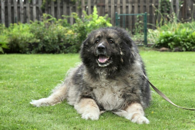 A gray adult Caucasian Shepherd dog smiling while laying on grass