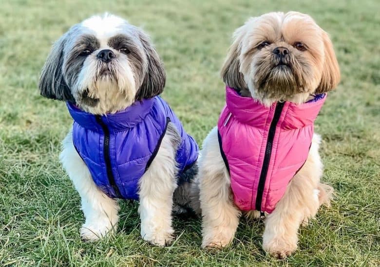 a gray and brown Shih Tzu wearing puffer jackets sitting on the grass