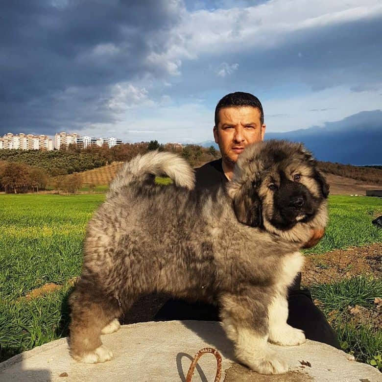 A gray Caucasian Ovcharkas on field with a man behind