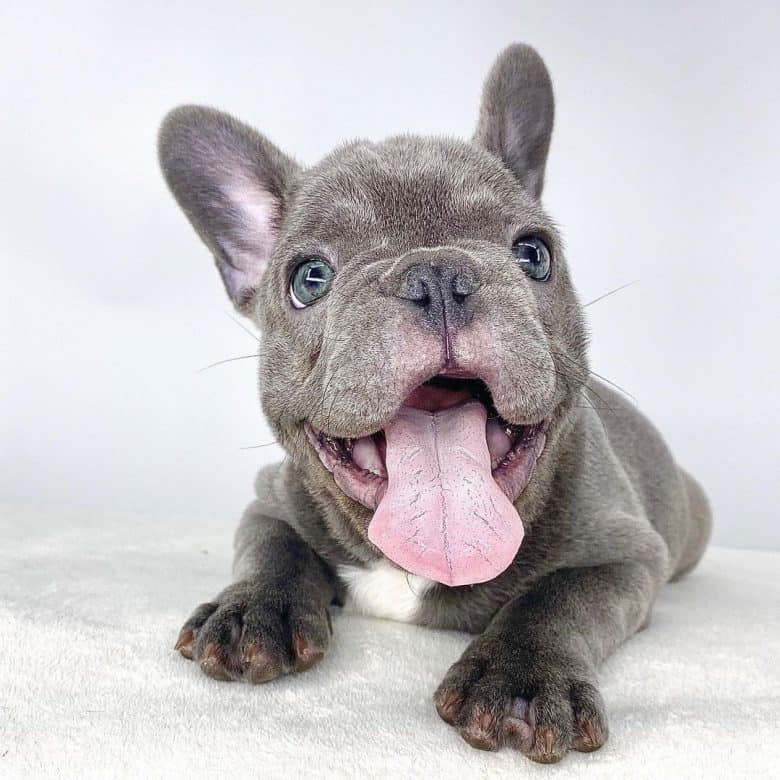 gray French Bulldog puppy smiling for a photo portrait