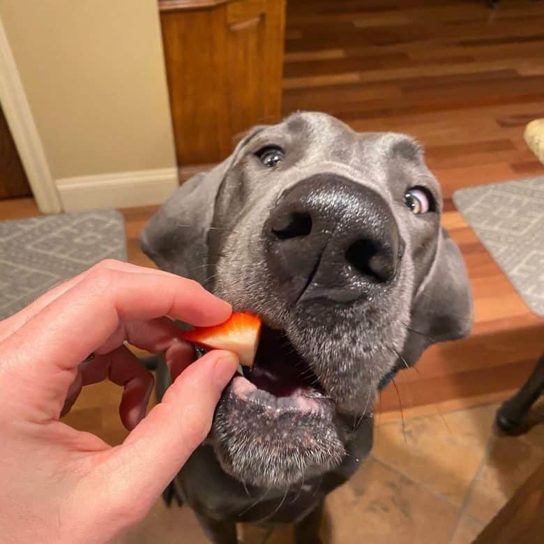 a gray Great Dane sitting and eating a strawberry