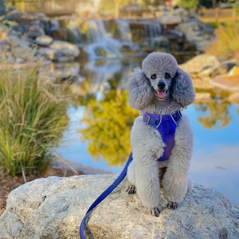 A vibrant gray Miniature Poodle standing in a rock near a lake