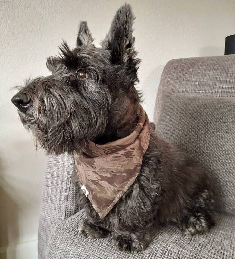 A gray Scottie wearing bandana on neck