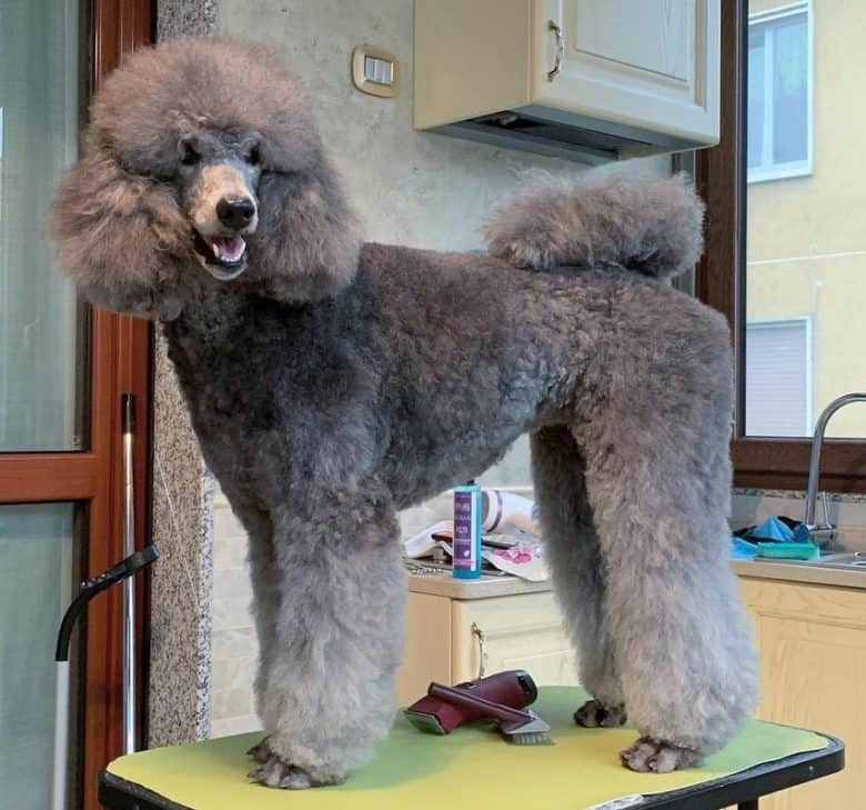 A gray Standard Poodle groomed and had Puppy Clip