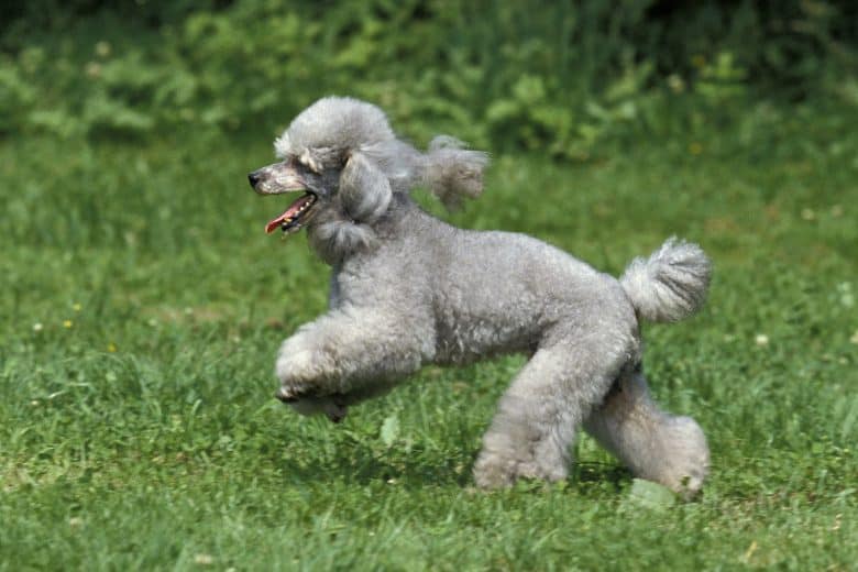 A gray Standard Poodle running on grass