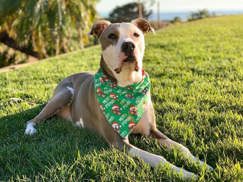 Great Dane and Pit Bull mix dog wearing Christmas scarf