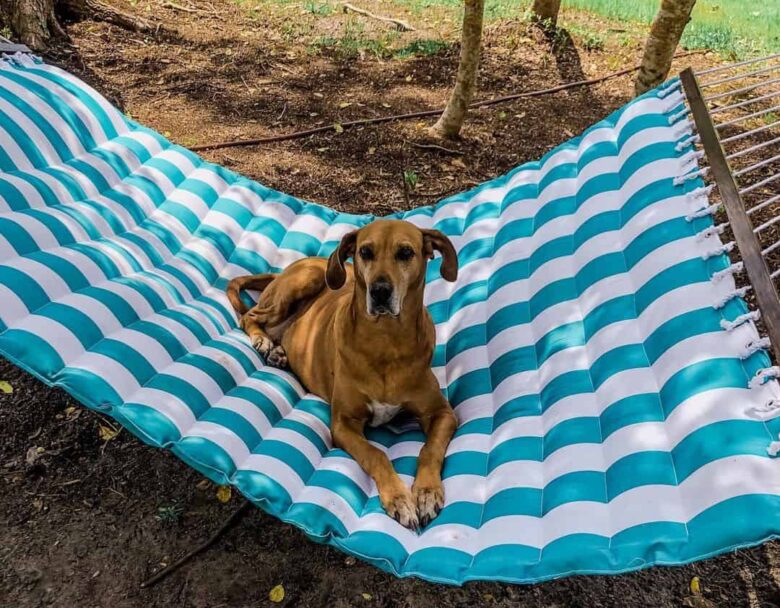 Great Dane Beagle mix dog chillin on the hammock