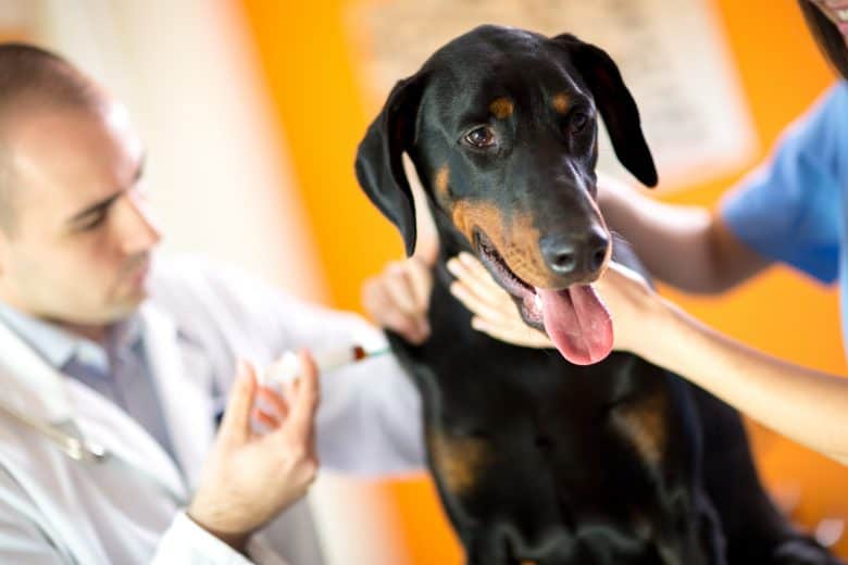 a black Great Dane in a clinic receiving an injection