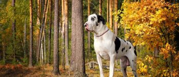 a Great Dane standing on an autumn forest