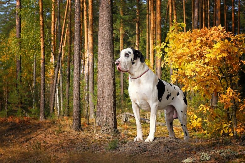 a Great Dane standing on an autumn forest