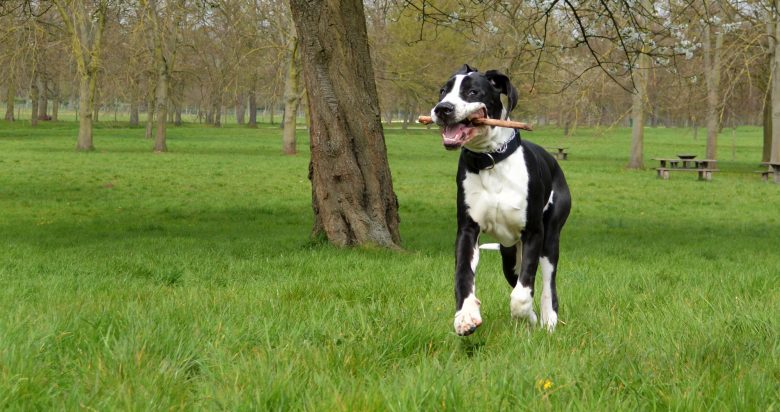 a Black and White Great Dane playing fetch with a stick
