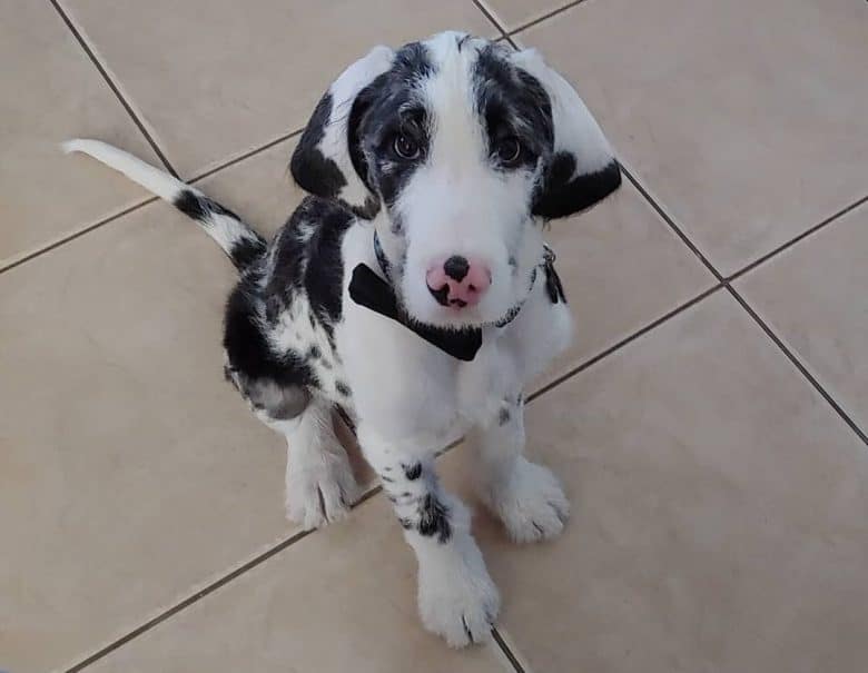 A Great Danedoodle puppy sitting on tiles
