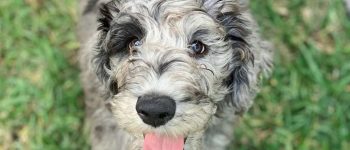 a Great Danedoodle smiling