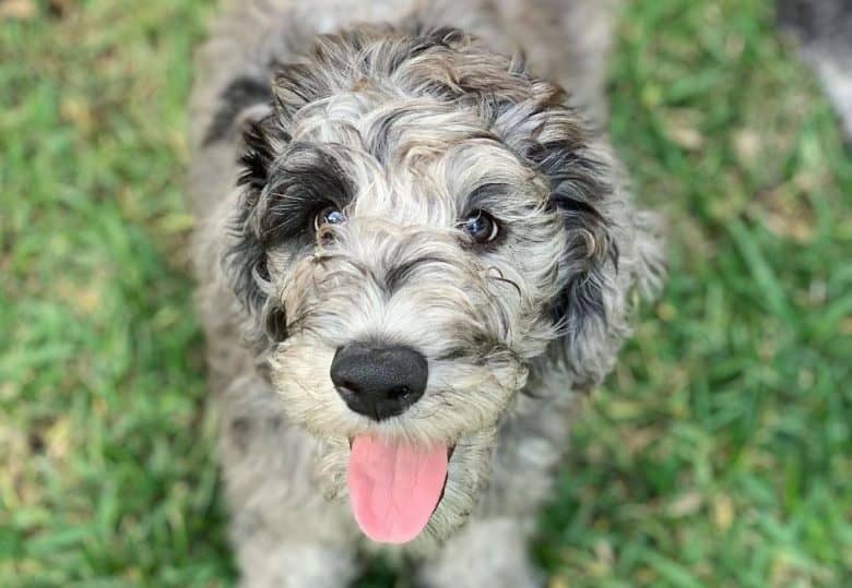 A Great Danedoodle smiling