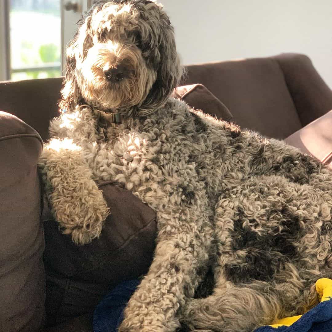 The Great Danoodle What Makes These Gentle Giants Unique? K9 Web