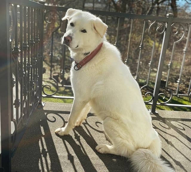 Great Pyrenees and Akbash Shepherd mix