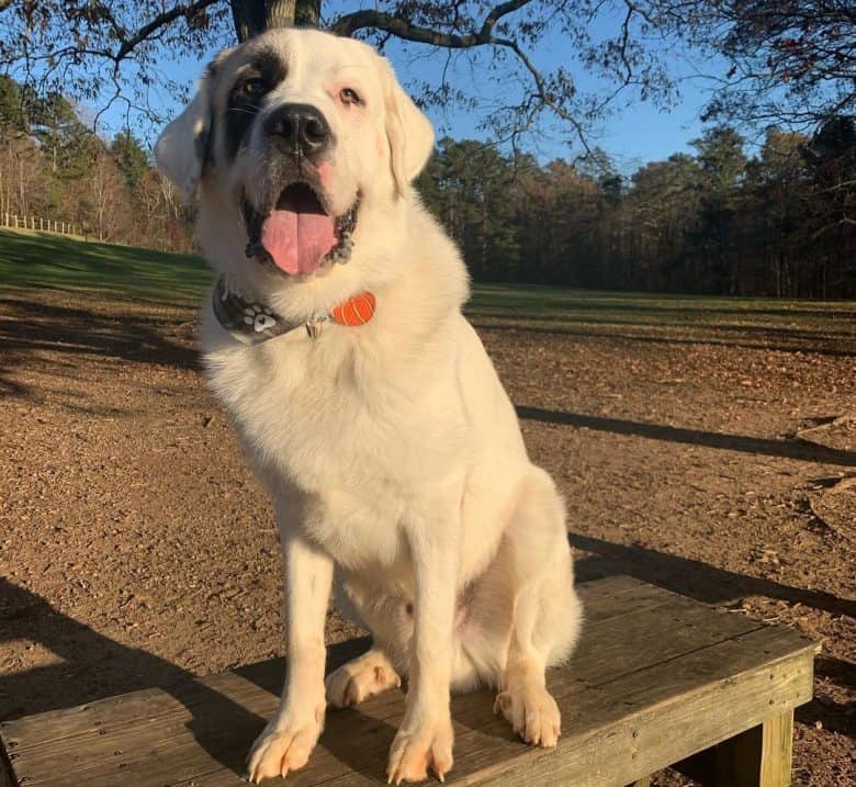 Great Pyrenees and Anatolian Shepherd mix
