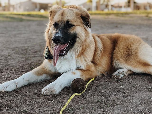 Great Pyrenees and Australian Shepherd mix