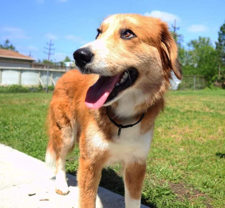 Great Pyrenees and Collie mix