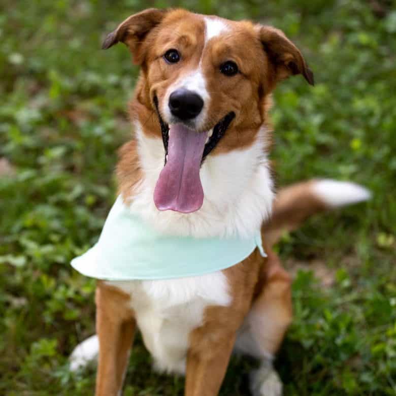 Great Pyrenees and Corgi mix