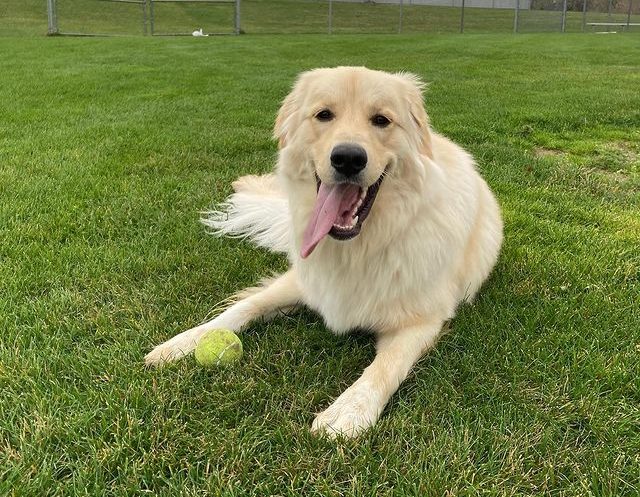 Great Pyrenees and Golden Retriever mix