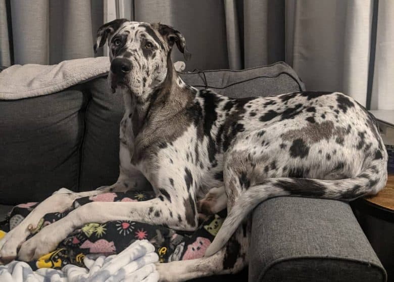 Great Pyrenees and Great Dane mix