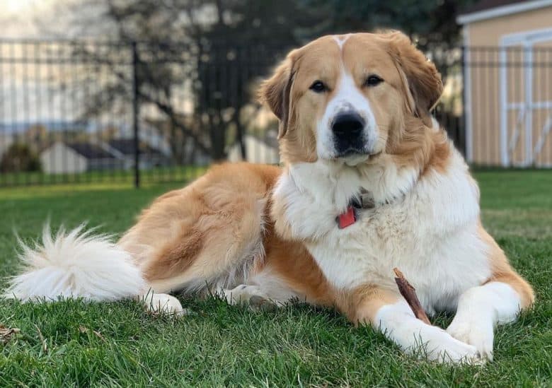 Great Pyrenees and Greater Swiss Mountain Dog mix