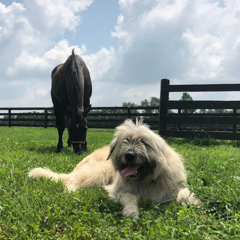 Great Pyrenees and Irish Wolfhound mix
