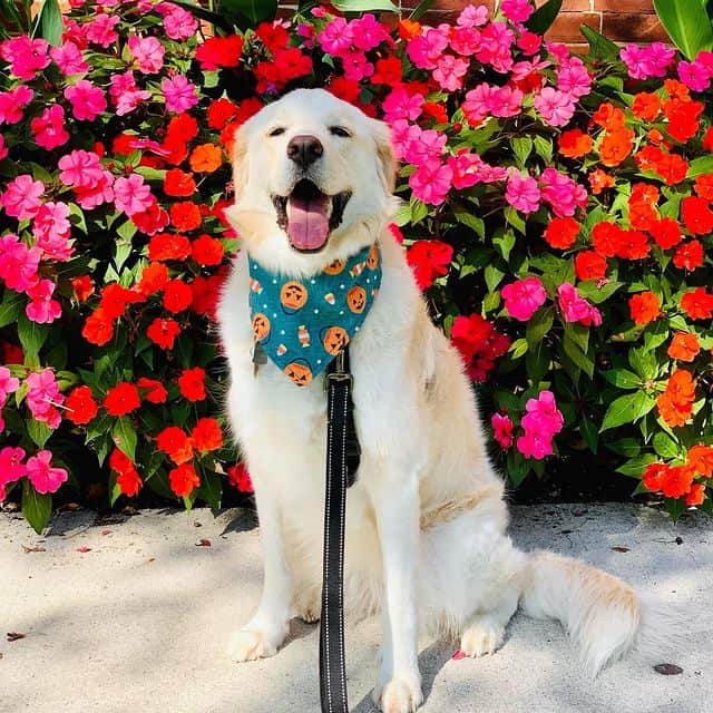 Great Pyrenees and Labrador Retriever mix